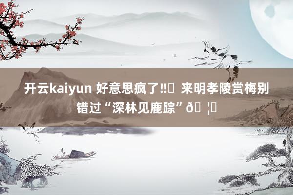 开云kaiyun 好意思疯了‼️来明孝陵赏梅别错过“深林见鹿踪”🦌